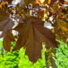 Rode Noorse esdoorn | Hoogstam