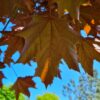Rode Noorse esdoorn | Hoogstam