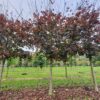 Rode Noorse esdoorn | Hoogstam