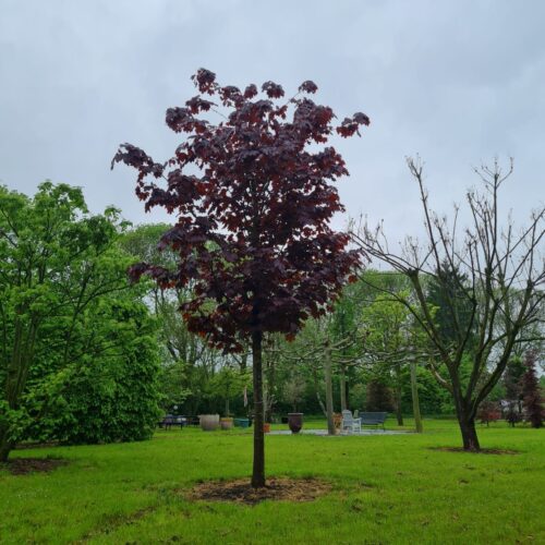 Rode Noorse esdoorn | Hoogstam