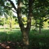 Rode paardenkastanje | Hoogstam