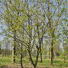 Rode paardenkastanje | Hoogstam