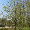 Rode paardenkastanje | Hoogstam