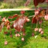 Rode zuilbeuk 'Dawyck Purple' | Laagstam
