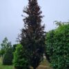 Rode zuilbeuk 'Dawyck Purple' | Laagstam