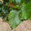 Rode zuilbeuk 'Dawyck Purple' | Laagstam
