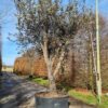 Rondbladige steeneik | Halfstam