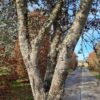 Rondbladige steeneik | Halfstam
