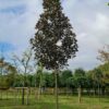 Roodbladige populier | Hoogstam
