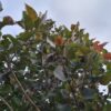 Roodbladige populier | Hoogstam