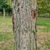 Roodbladige populier | Hoogstam