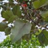 Roodbladige populier | Hoogstam