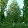 Ruwe berk | Hoogstam