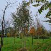Ruwe berk | Meerstammig