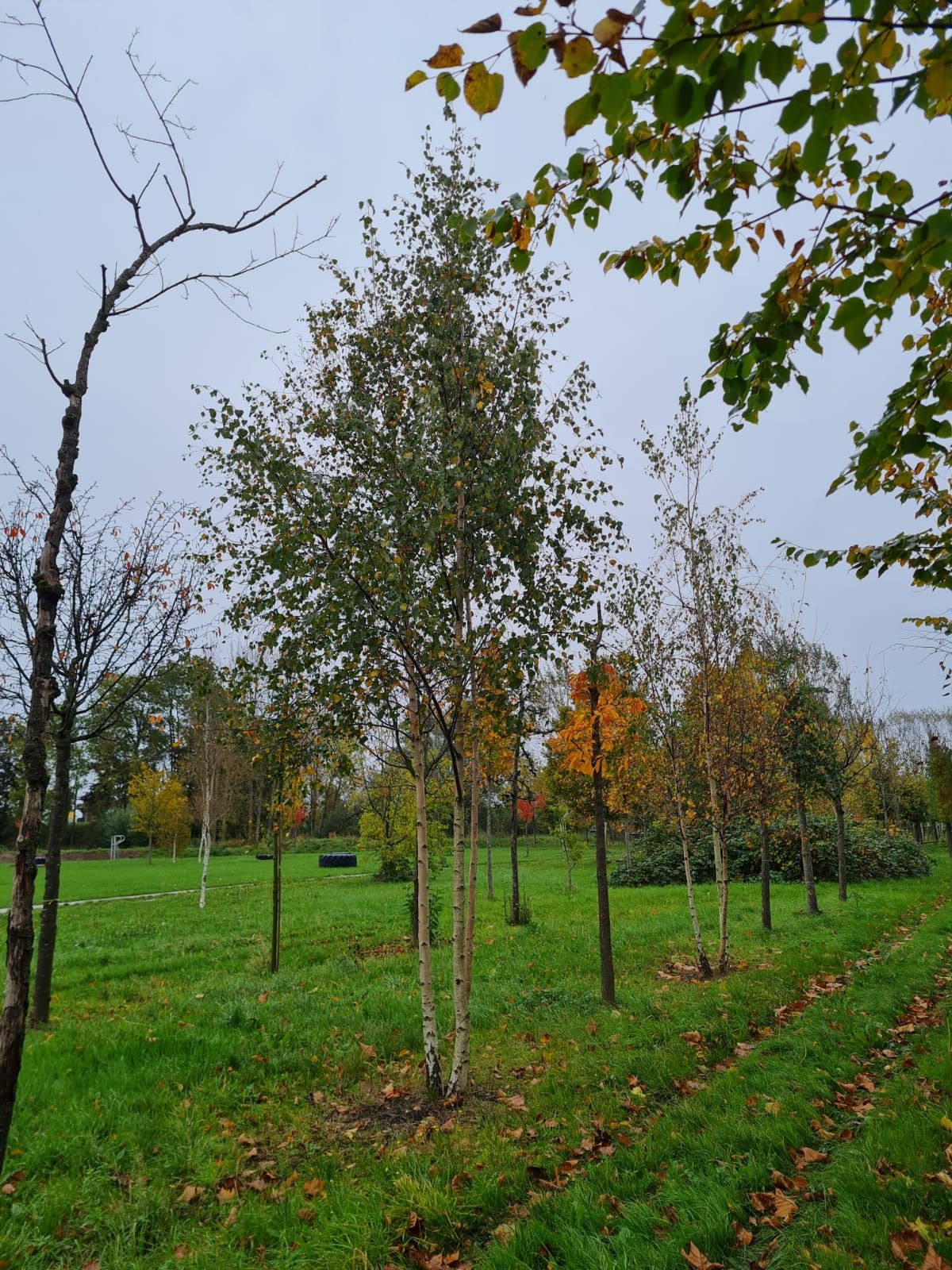 Ruwe berk | Meerstammig