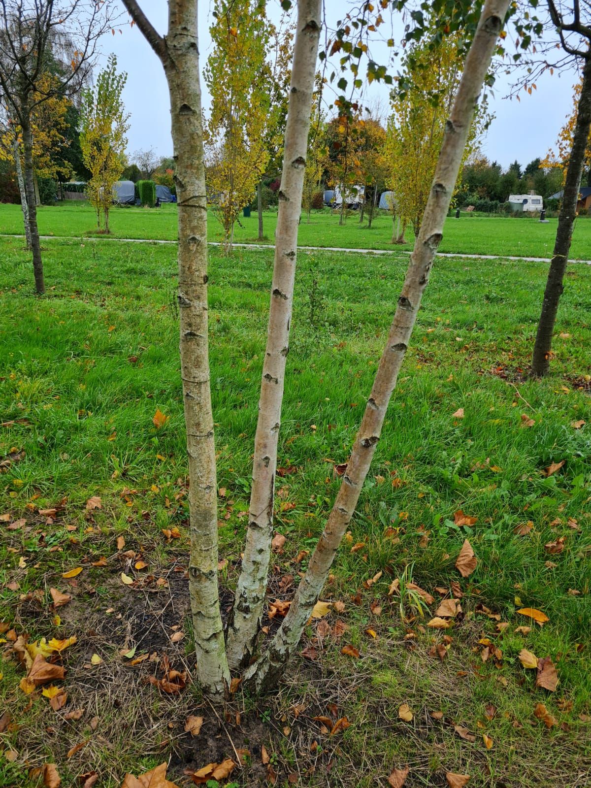 Ruwe berk | Meerstammig