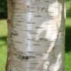 Ruwe berk | Hoogstam