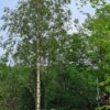 Ruwe berk | Hoogstam