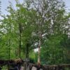 Ruwe berk | Hoogstam