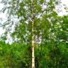 Ruwe berk | Hoogstam