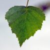 Ruwe berk | Meerstammig
