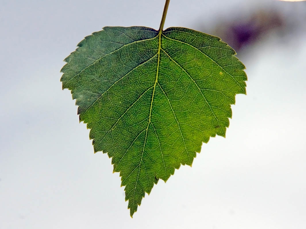 Ruwe berk | Meerstammig