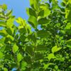 Ruwe Iep | Hoogstam