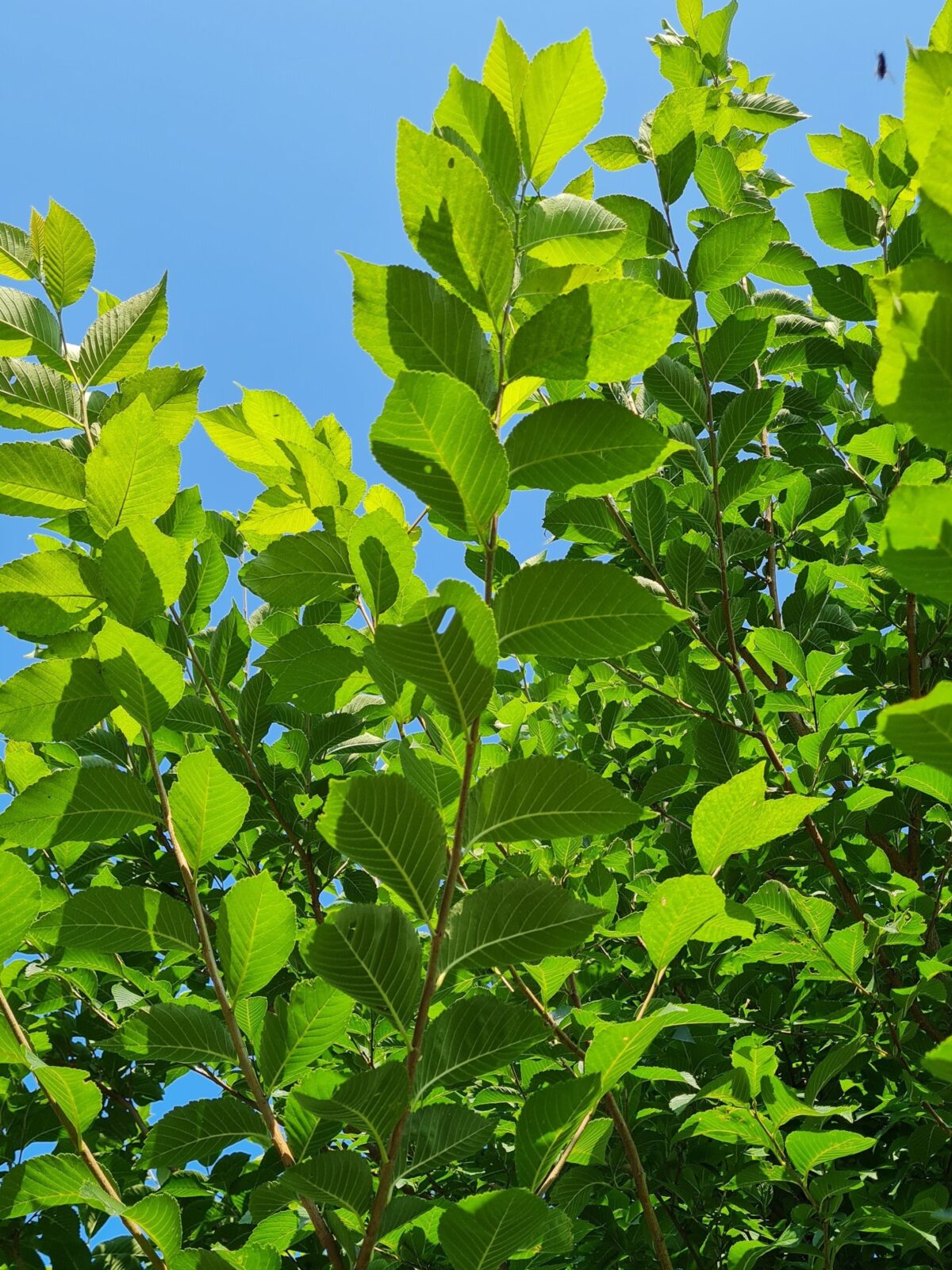 Ruwe Iep | Hoogstam