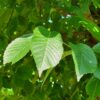 Ruwe Iep | Hoogstam