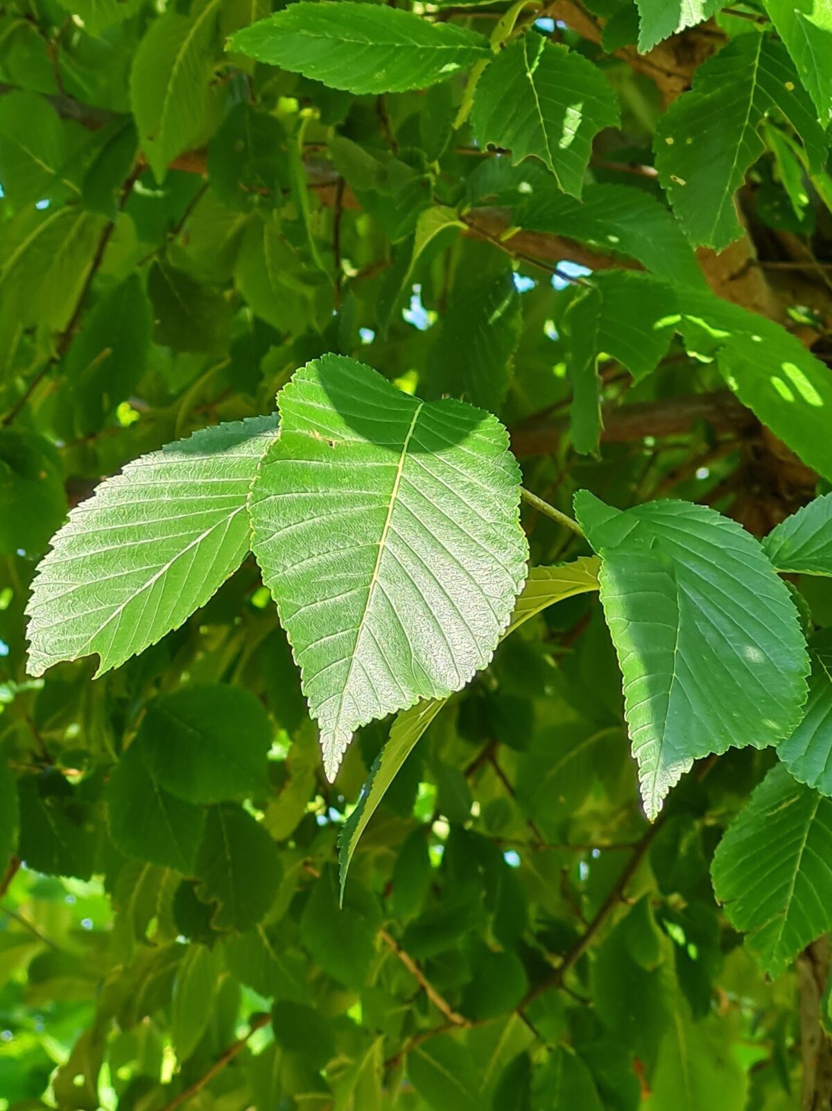 Ruwe Iep | Hoogstam