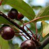 Sierappel 'Liset' | Hoogstam