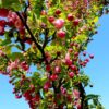 Sierappel 'Liset' | Hoogstam
