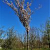 Sierappel 'Liset' | Hoogstam