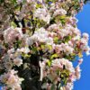 Sierappel 'Liset' | Hoogstam