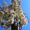 Sierappel 'Liset' | Hoogstam