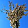 Sierappel 'Liset' | Hoogstam