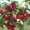 Sierappel 'Red Sentinel' | Hoogstam