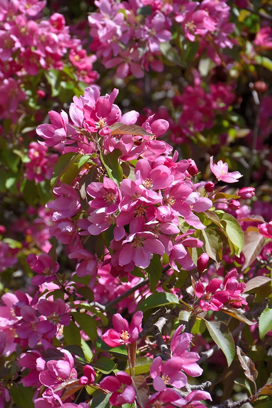 Sierappel 'Makamik'