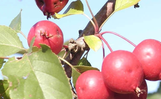 Sierappel 'Makamik'