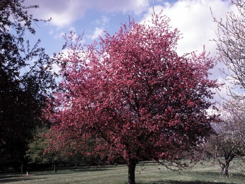 Sierappel 'Makamik'