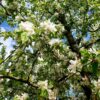 Sierappel 'Prof. Sprenger' | Hoogstam