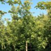 Sierappel 'Prof. Sprenger' | Hoogstam