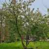 Sierappel 'Prof. Sprenger' | Meerstammig