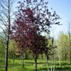 Sierappel 'Royalty' | Hoogstam