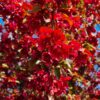 Sierappel 'Royalty' | Hoogstam