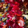 Sierappel 'Royalty' | Hoogstam