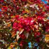 Sierappel 'Royalty' | Hoogstam