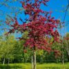 Sierappel 'Profusion' | Hoogstam