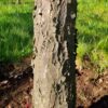Sierappel 'Profusion' | Hoogstam