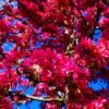 Sierappel 'Profusion' | Hoogstam